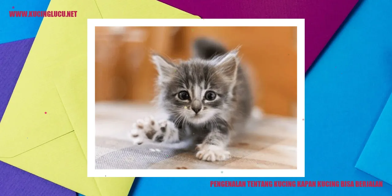 Kucing berjalan