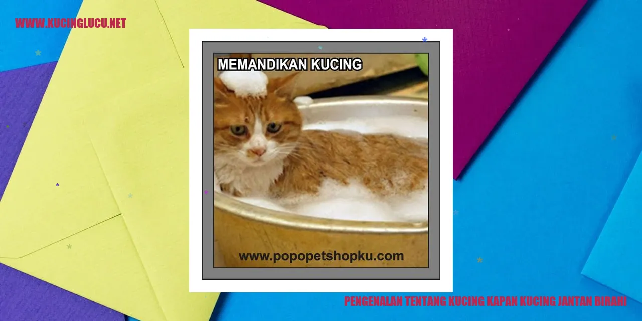Kucing jantan birahi