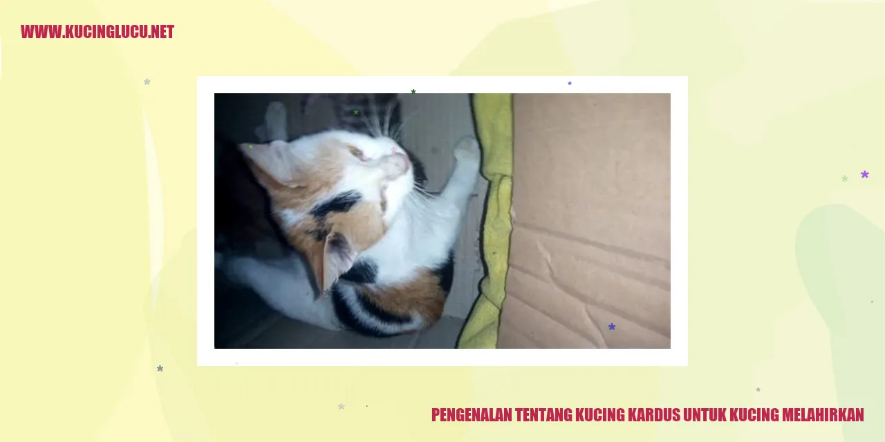 Kucing Kardus untuk Kucing Melahirkan