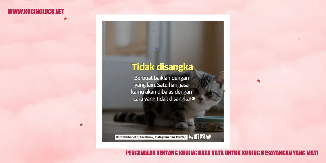 Gambar kucing kesayangan yang telah meninggal