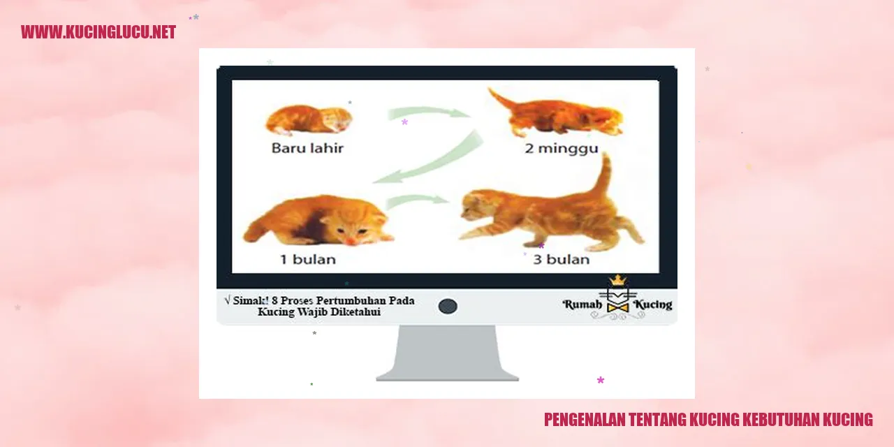 Kucing Lucu