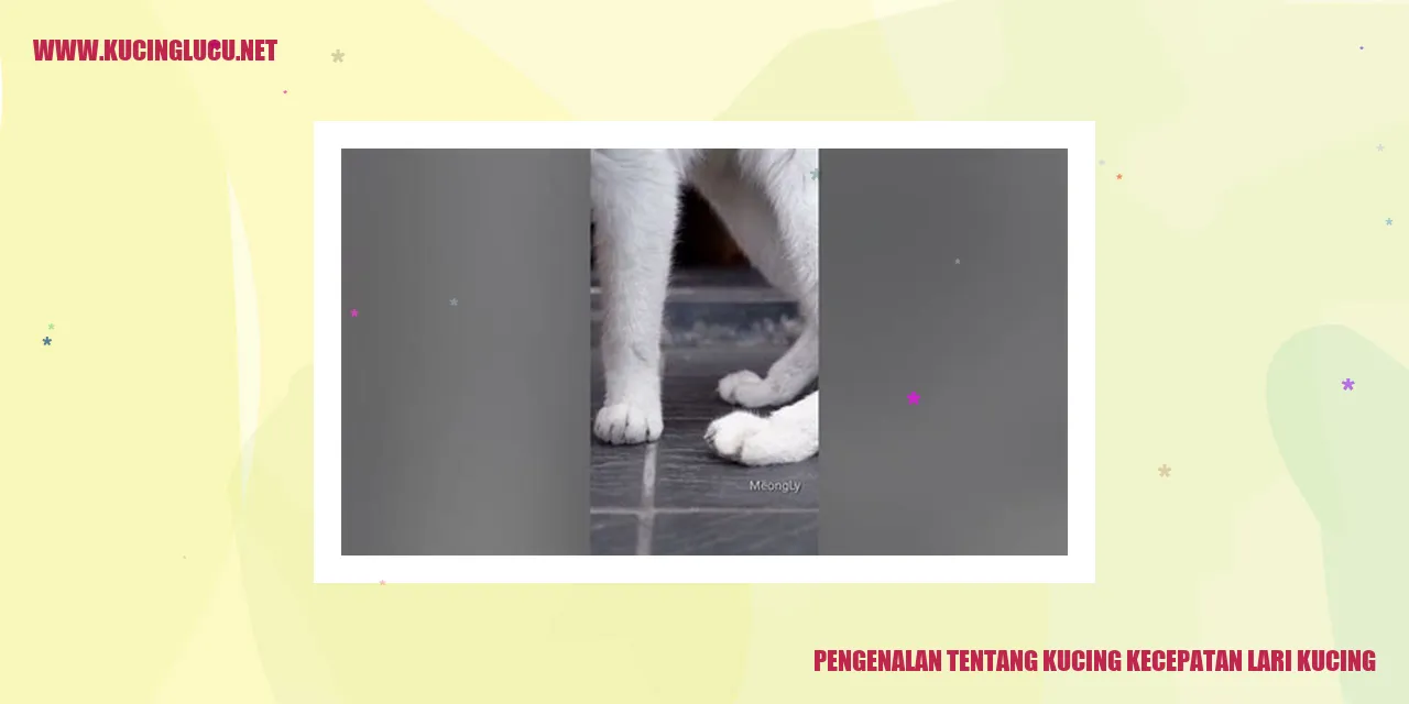 Kucing kecepatan lari