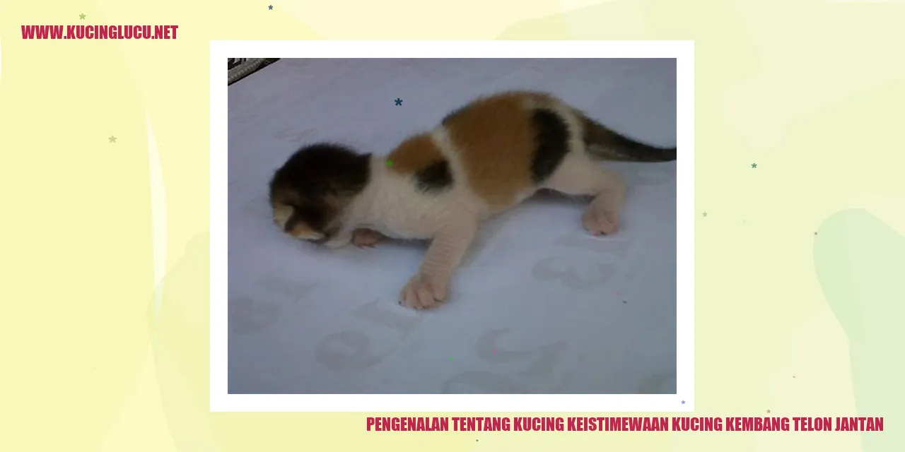kucing kembang telon jantan