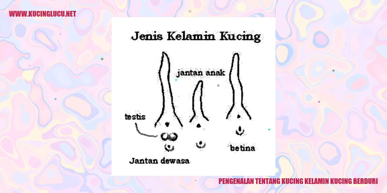 Kucing Berduri