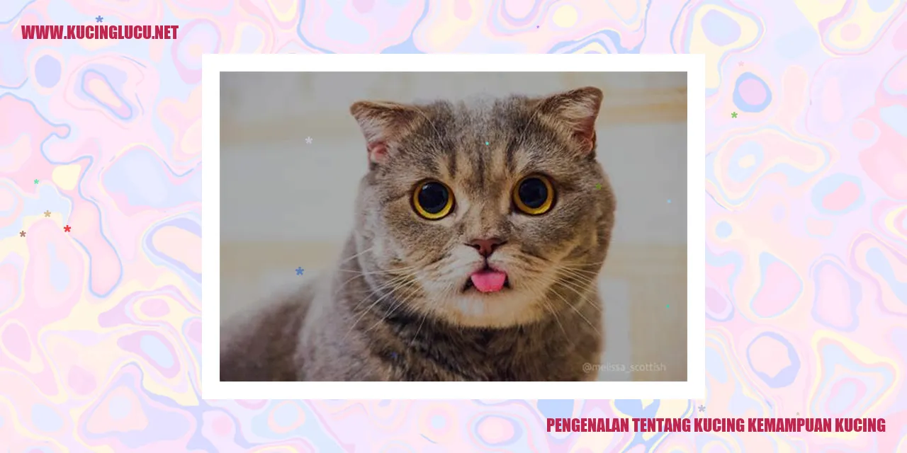 Gambar Kucing Lucu