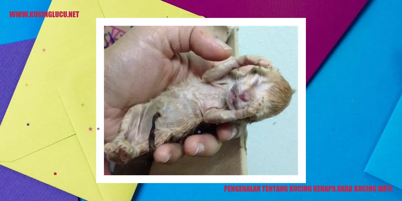 Kucing Mati