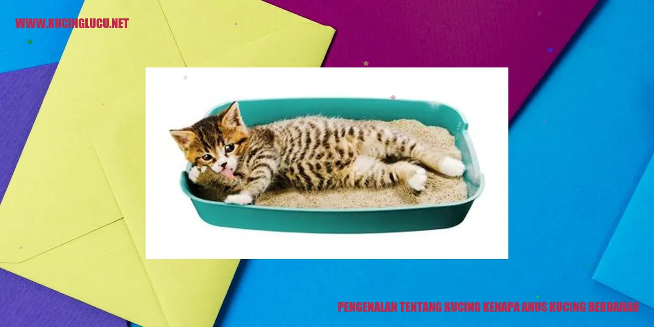 Gambar kucing berdarah