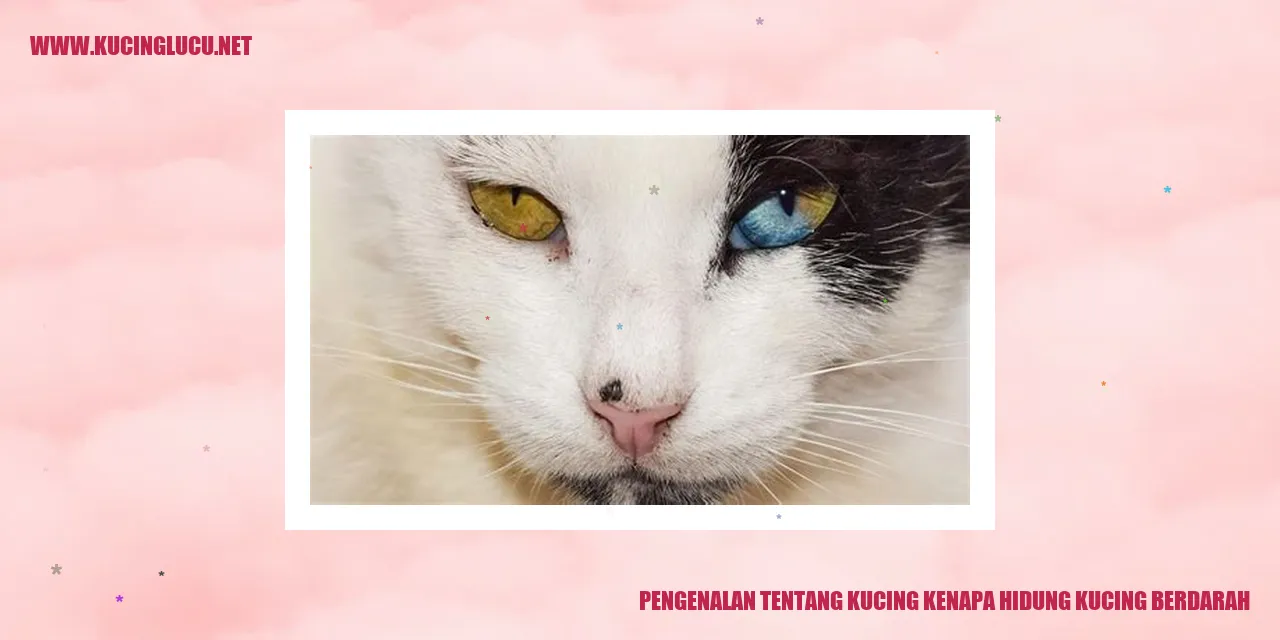 Gambar Kucing