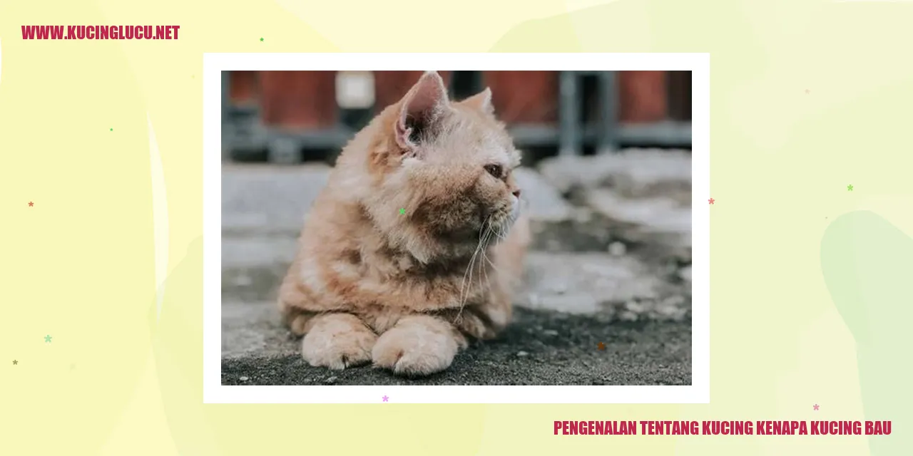 Gambar kucing yang sedang menjilati bulunya
