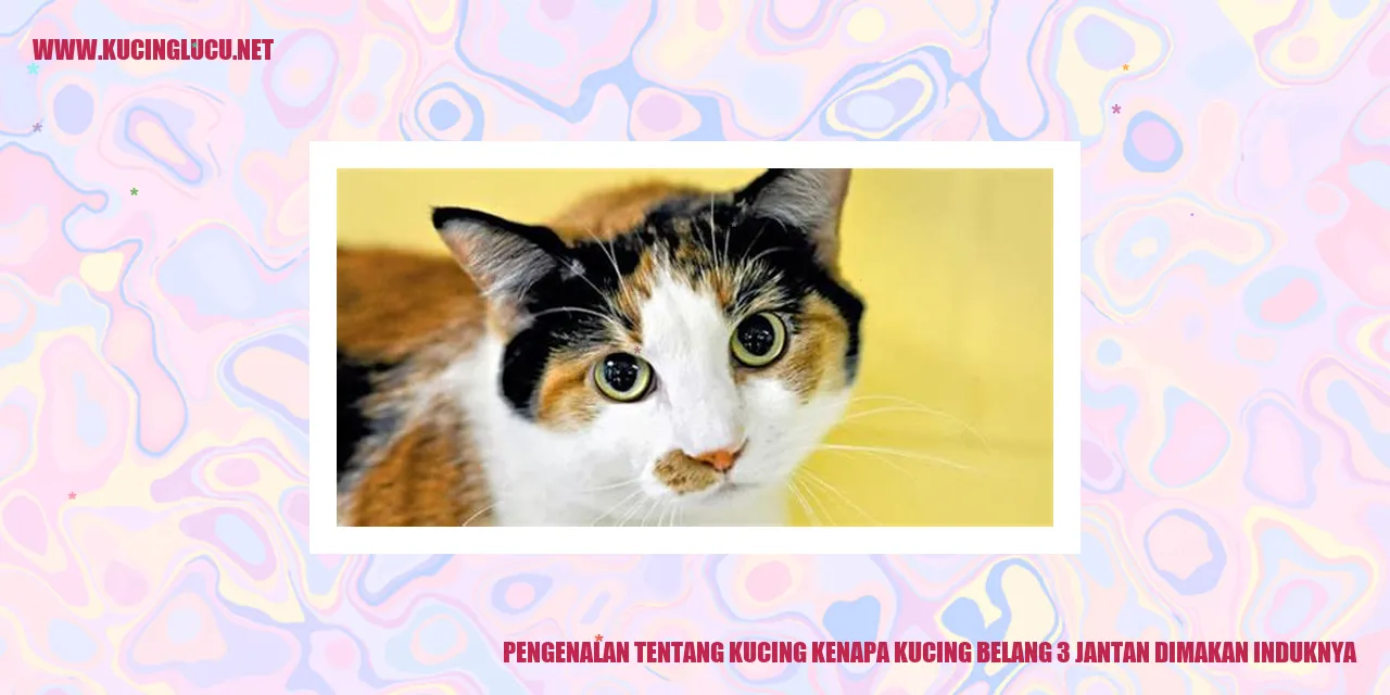 Gambar Kucing Belang 3 Jantan yang Dimakan Induknya