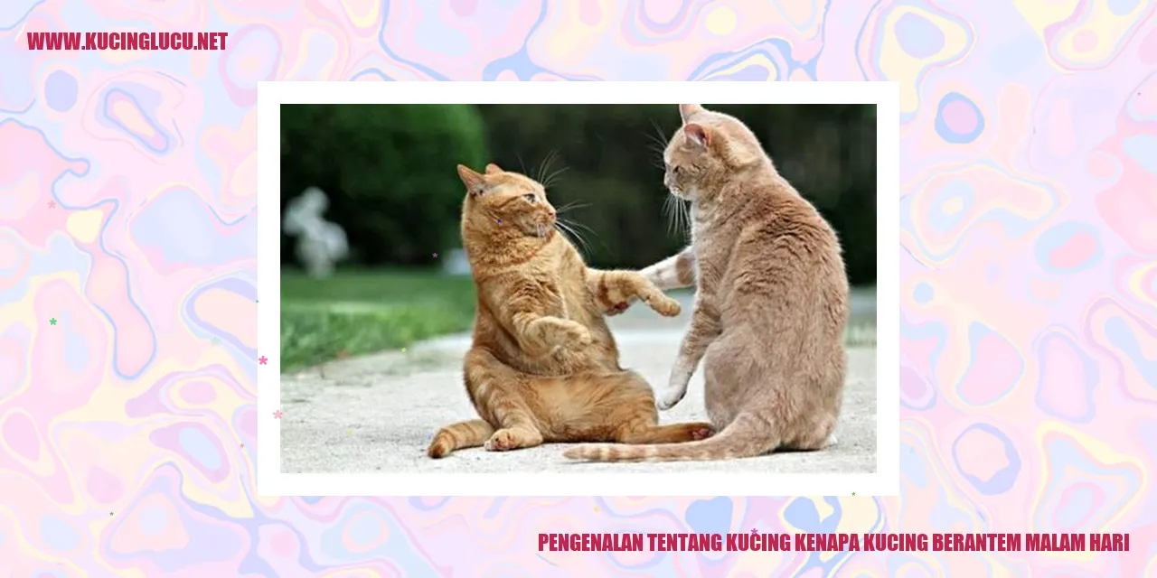Kucing berantem malam hari
