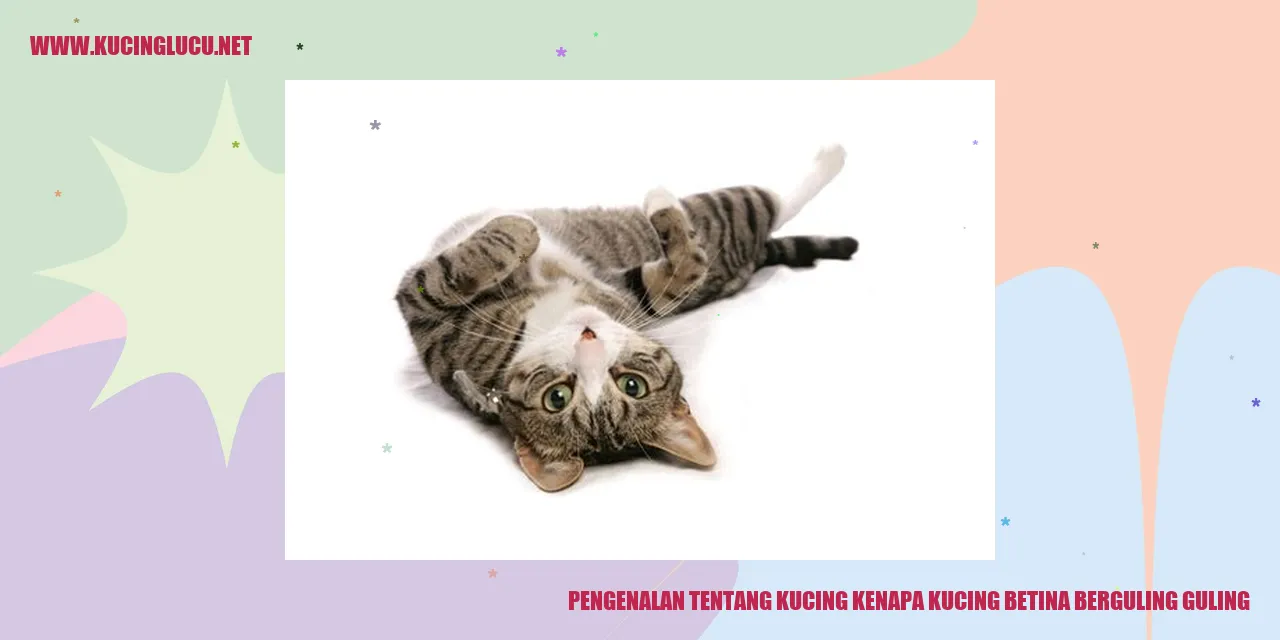 Kucing Betina Berguling Guling