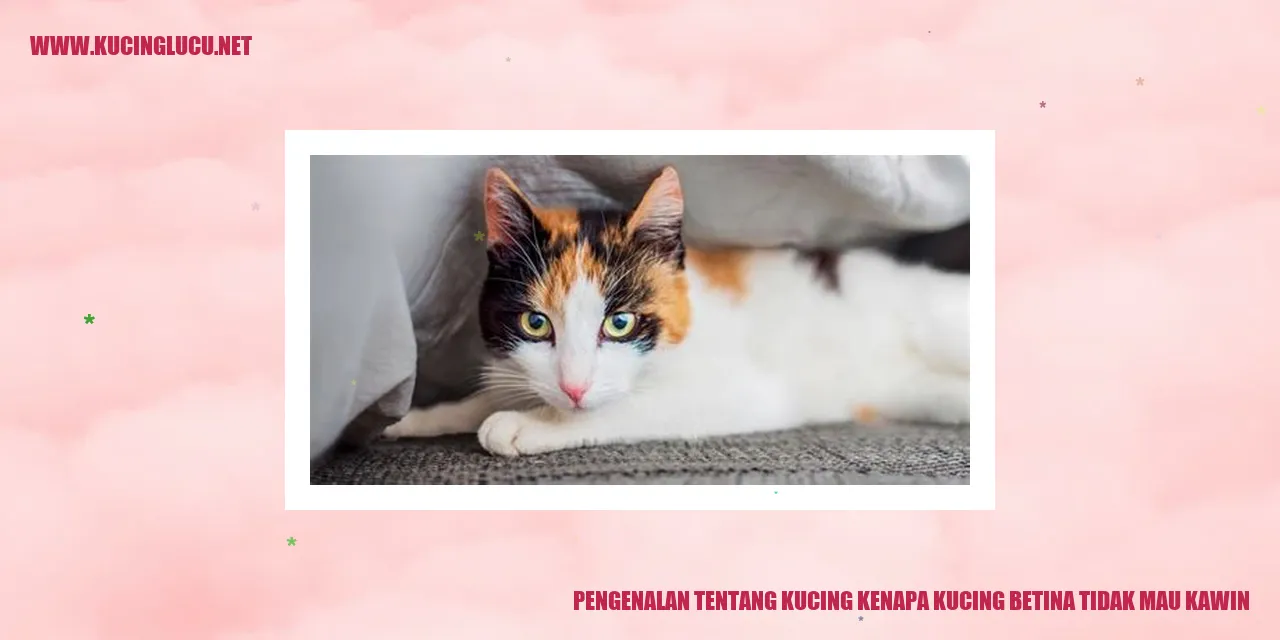 Kucing Betina yang Menggemaskan
