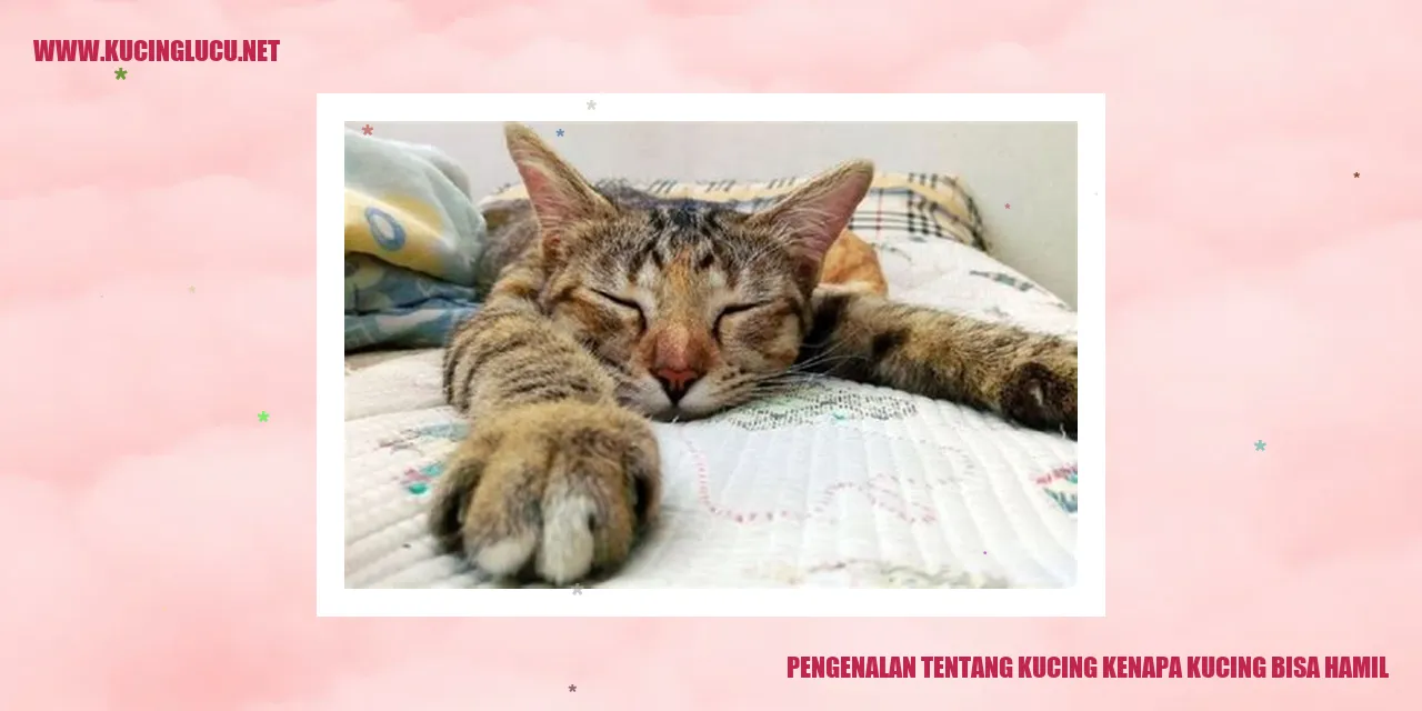 Ilustrasi Kucing