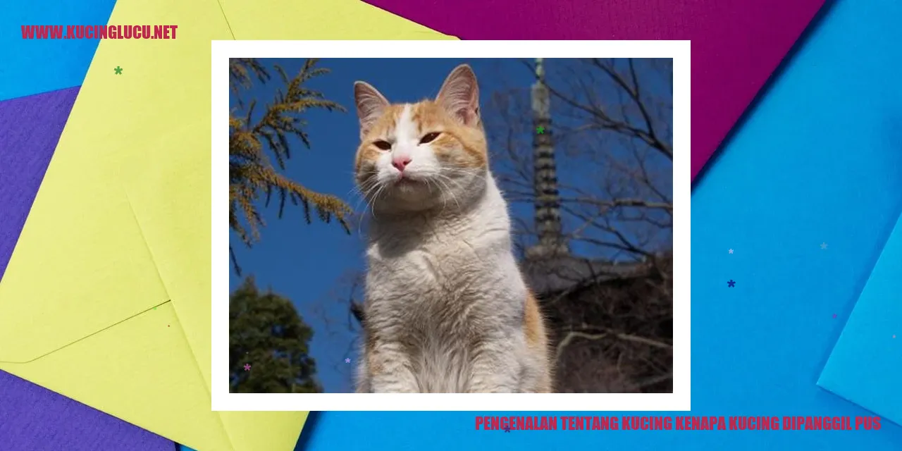 Gambar Kucing
