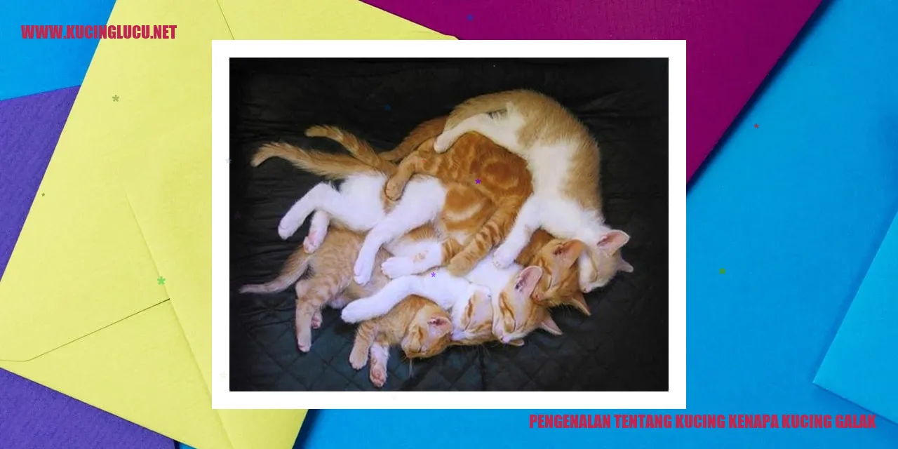 Gambar seekor kucing galak