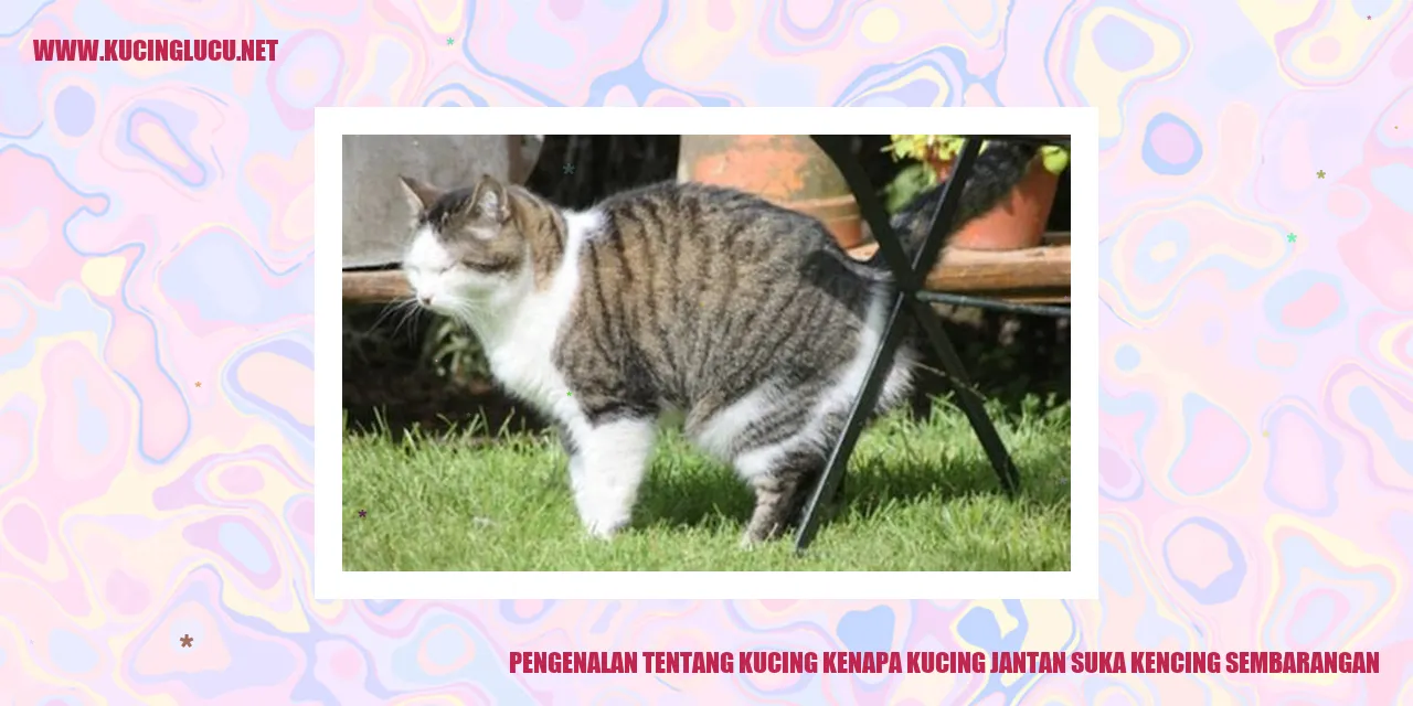 Kucing Jantan Suka Kencing Sembarangan