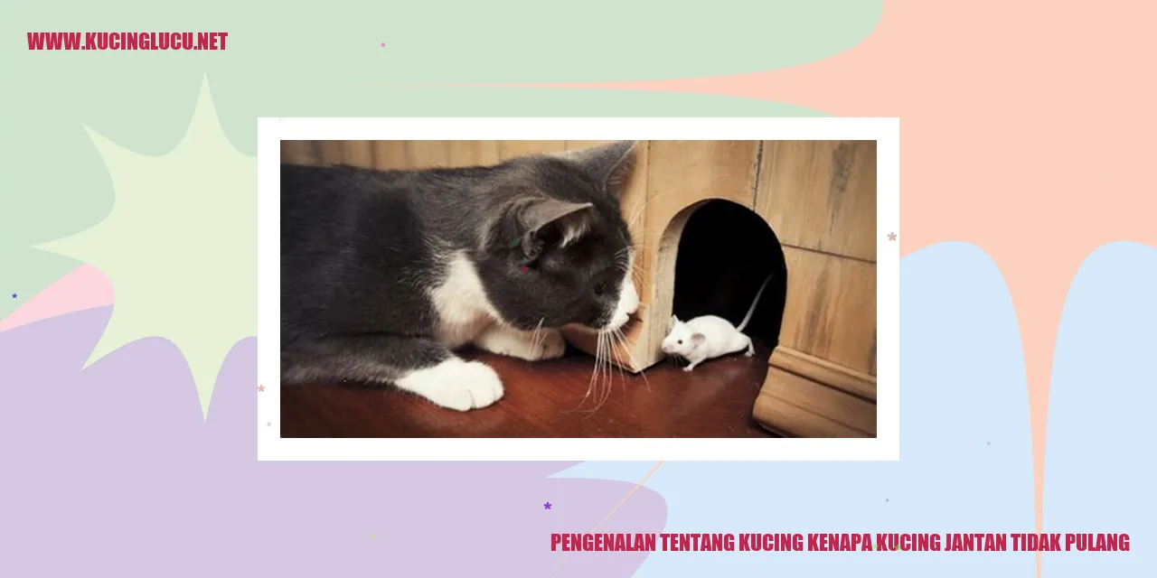 Kucing yang tidak pulang