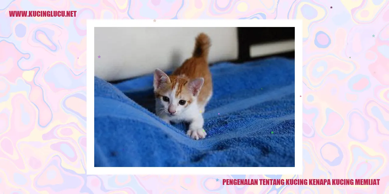 Gambar Kucing Bersantai
