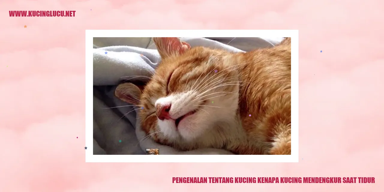 Gambar Kucing yang Mendengkur saat Tidur