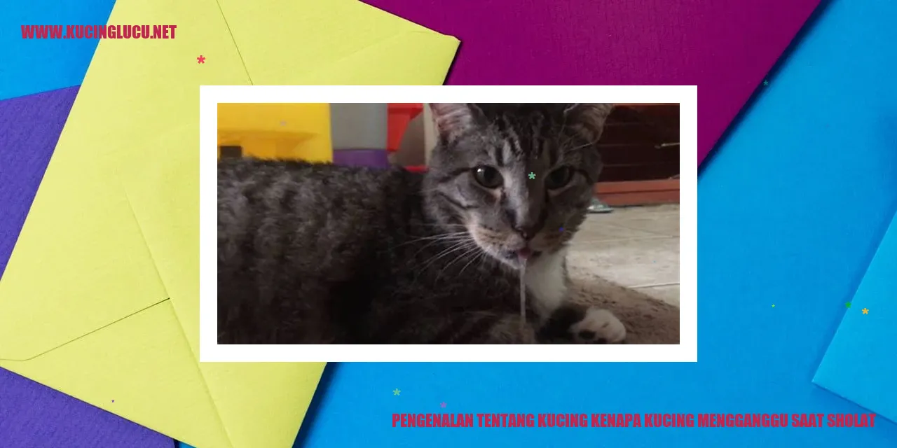 Kucing Mengganggu Saat Sholat