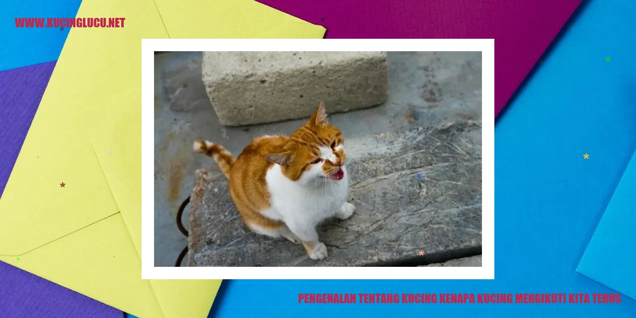 Gambar Kucing Menyusul Manusia
