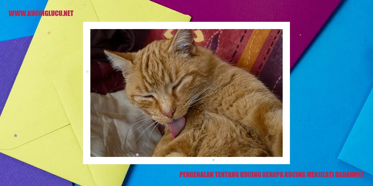 Gambar kucing menjilati badan
