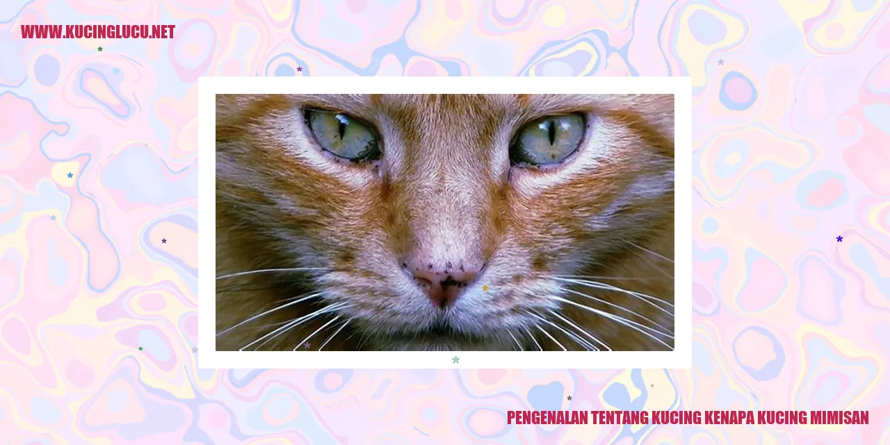 Kucing Mimisan