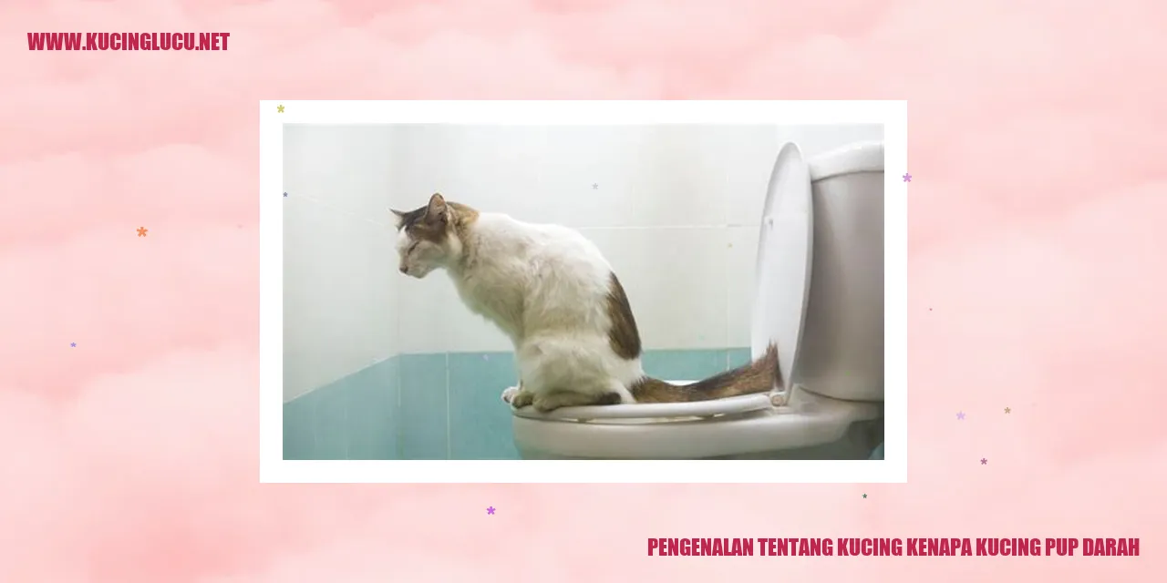 Foto kucing