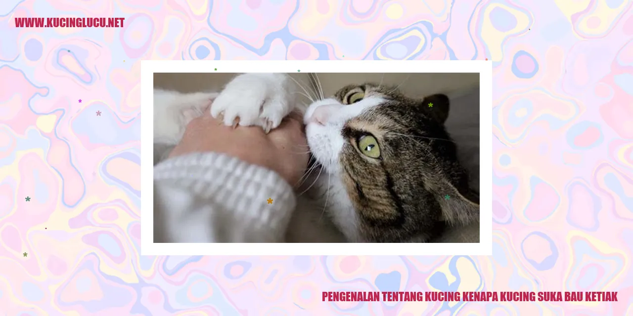 Gambar kucing