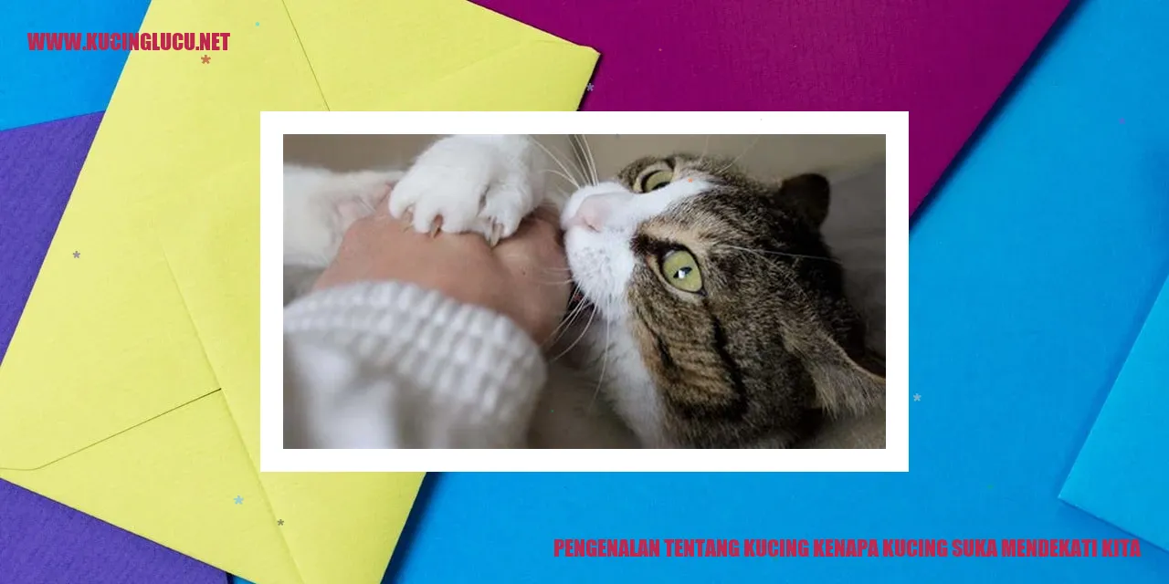 kucing mendekati kita