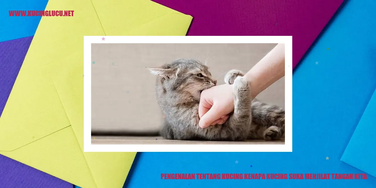 Gambar Kucing Menjilat Tangan