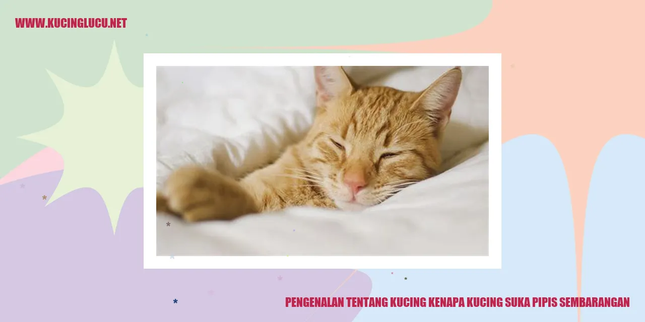 Gambar Kucing