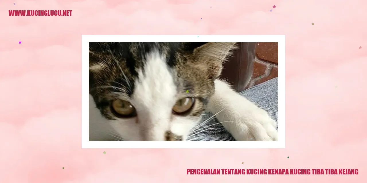 Pengenalan tentang Kucing kenapa kucing tiba tiba kejang