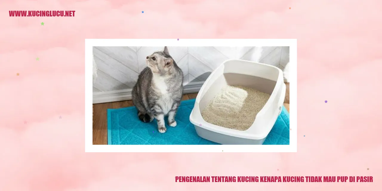 gambar kucing