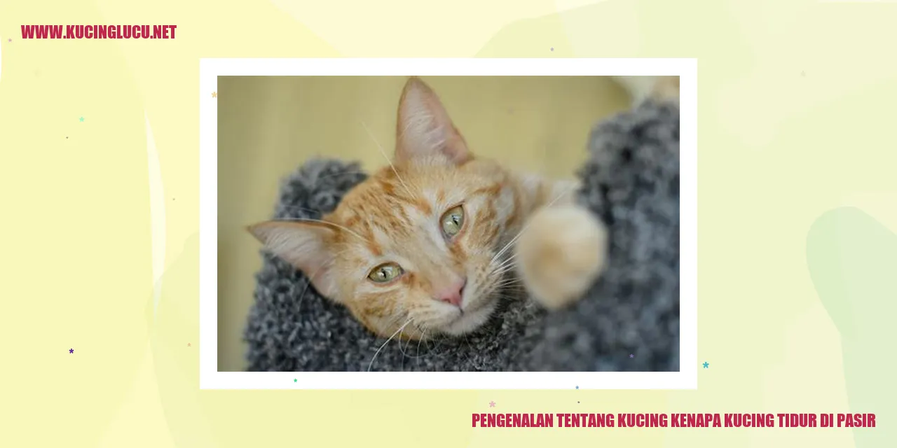 Kucing tidur di pasir
