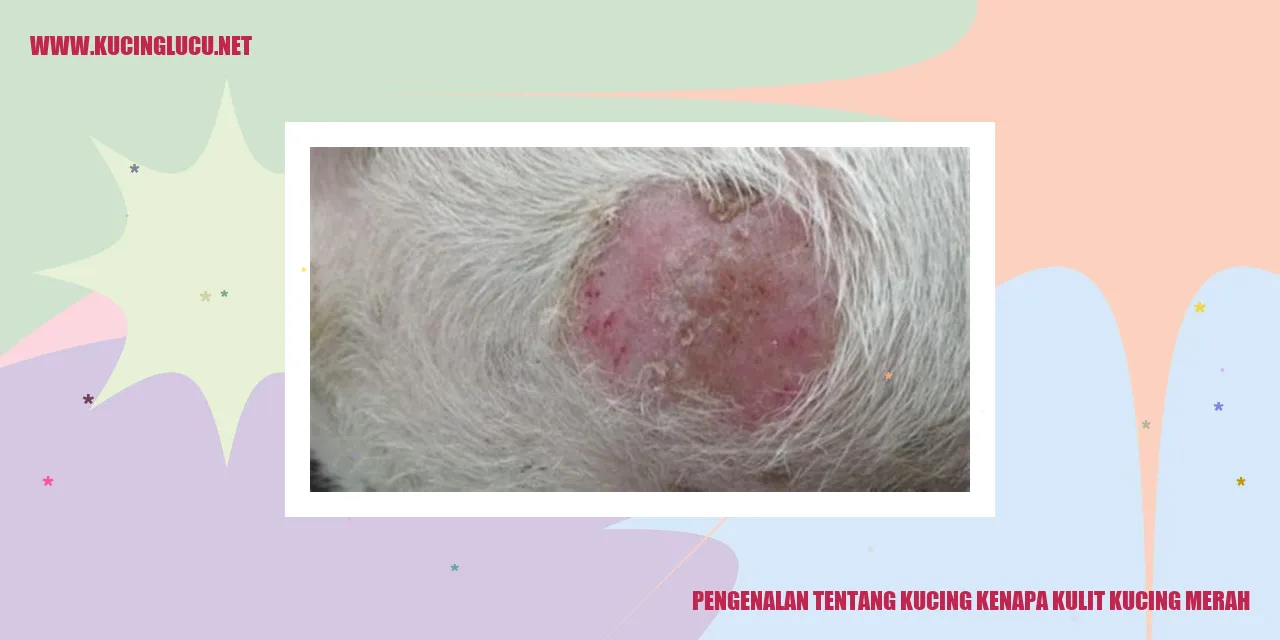 Gambar Kucing Merah