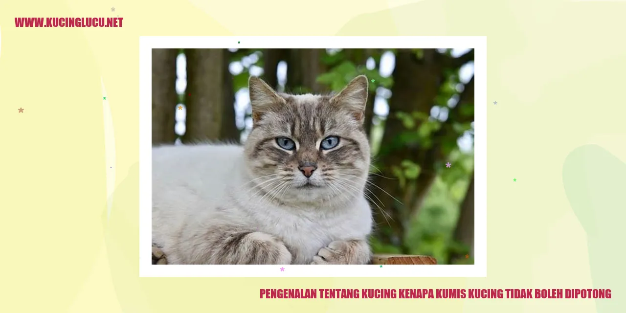 Gambar Kucing Bersama Kumis Panjang
