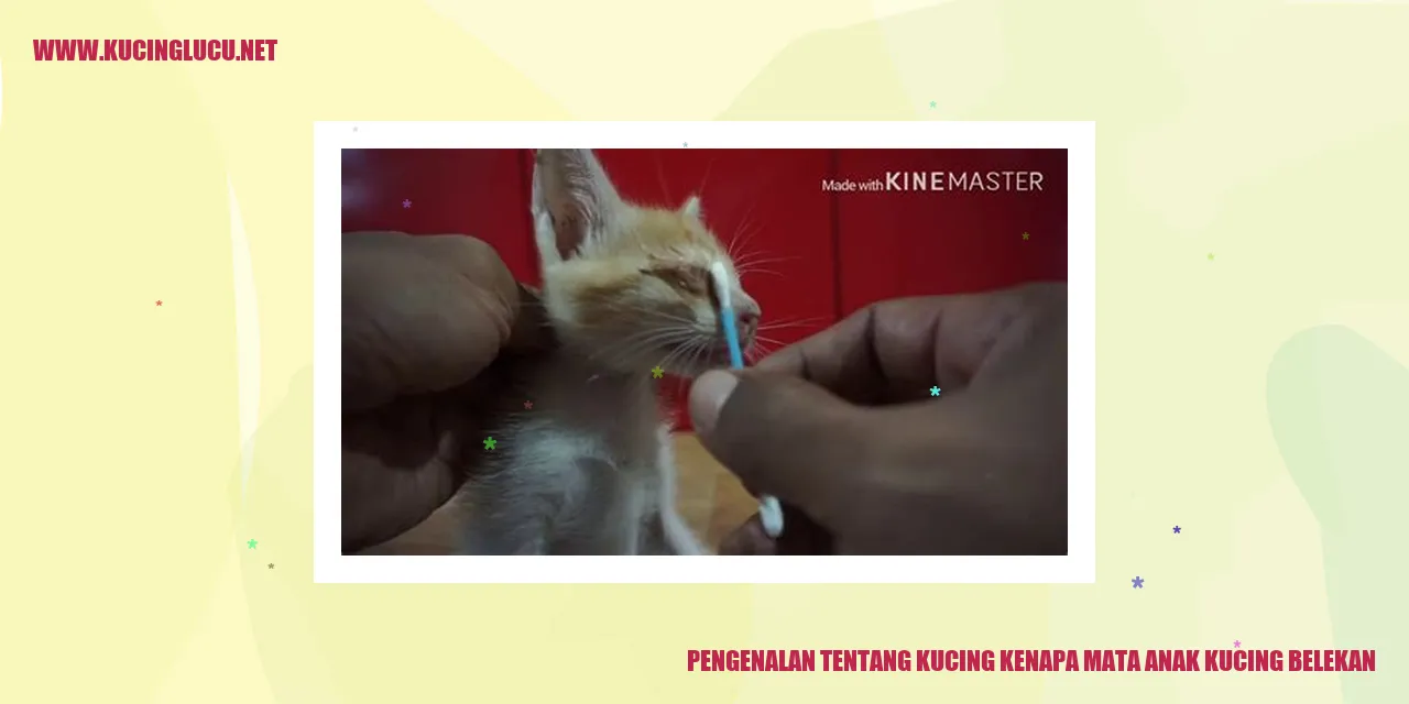 Gambar kucing yang seusianya dengan anak kucing belekan
