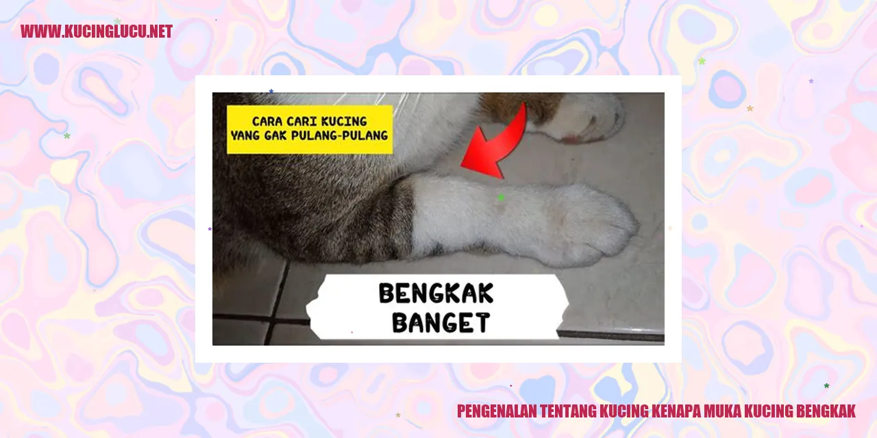 Kucing dengan muka bengkak