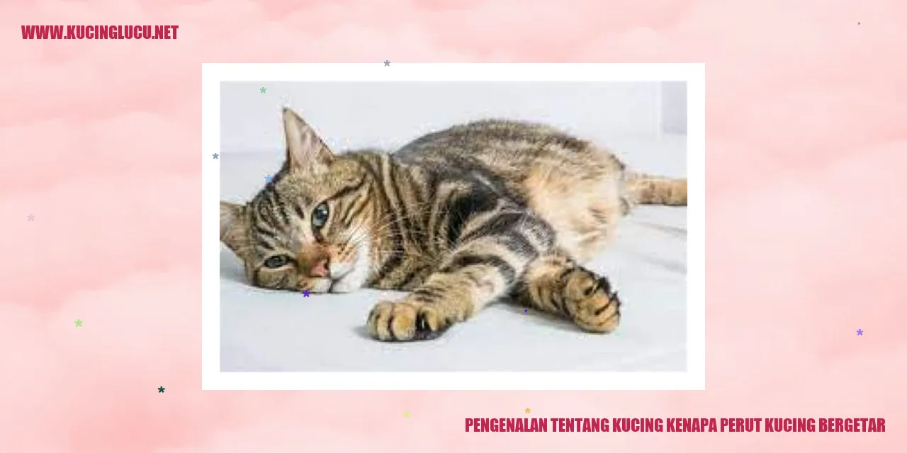 Gambar Kucing yang Menggeliat