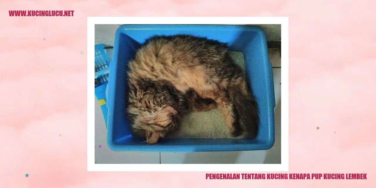Gambar Kucing