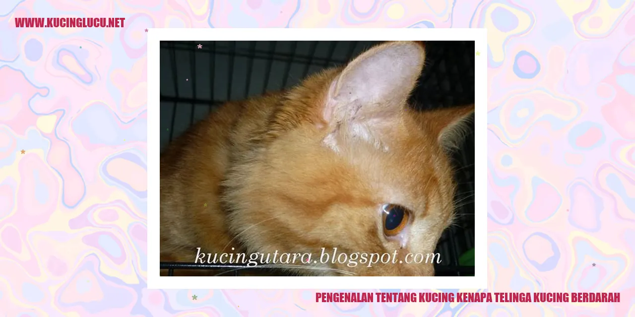 Gambar Seekor Kucing