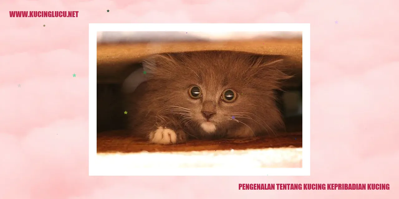 Kucing yang menggemaskan