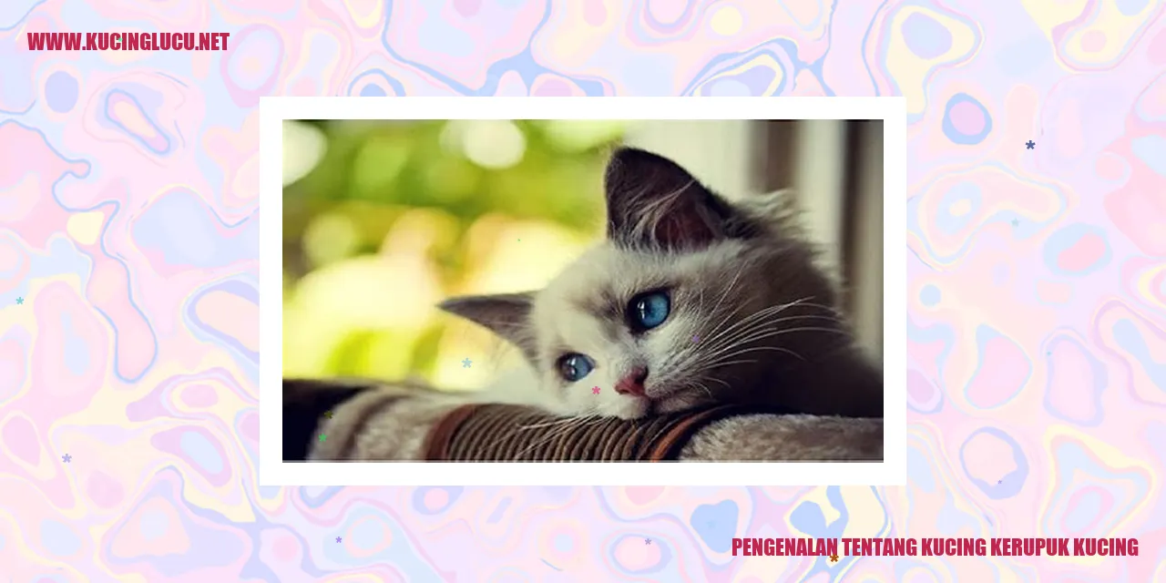 Kucing Tahu Kucing