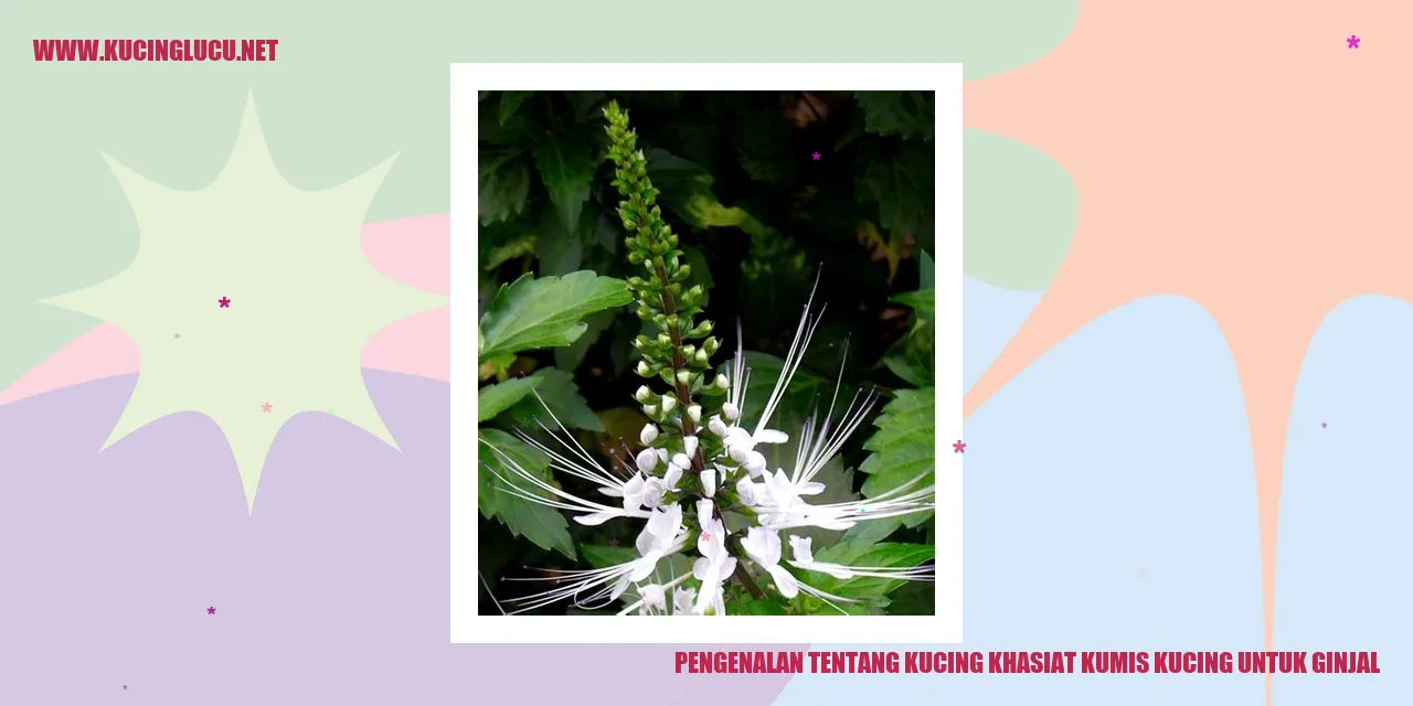 Ilustrasi Kucing