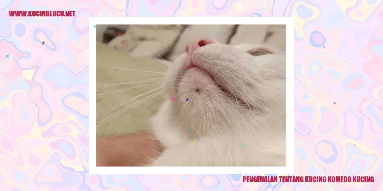Kucing Komedo Kucing