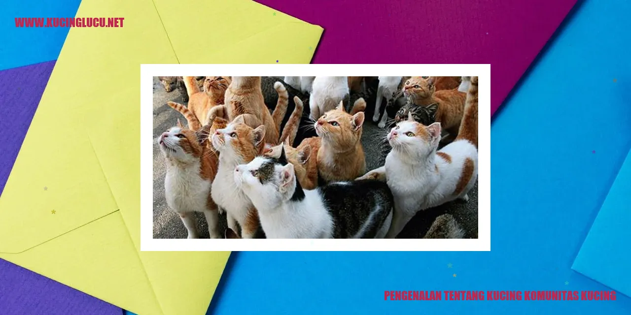 Gambar Kucing