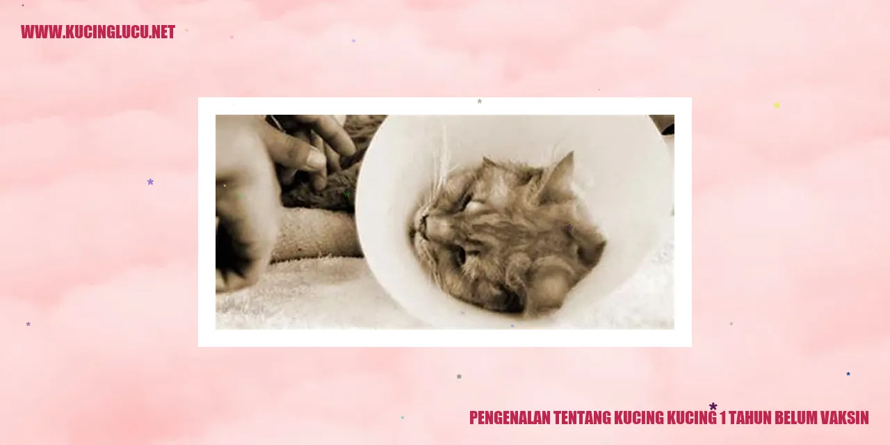 Kucing imut
