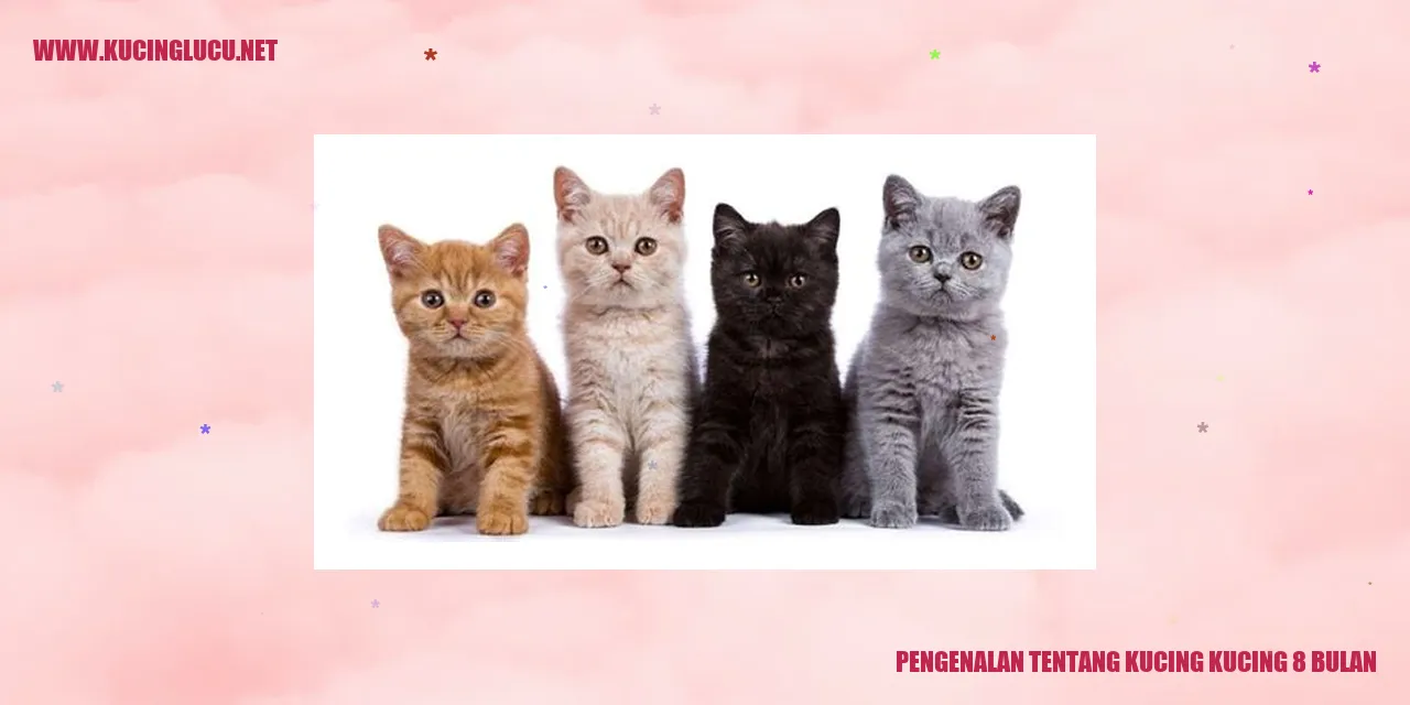 Gambar kucing 8 bulan